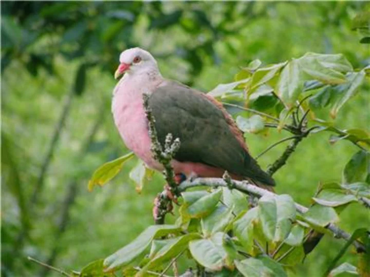 Mauritian Wildlife Foundation Partners With Colossal Biosciences to Rewild the Dodo to Its Native Habitat