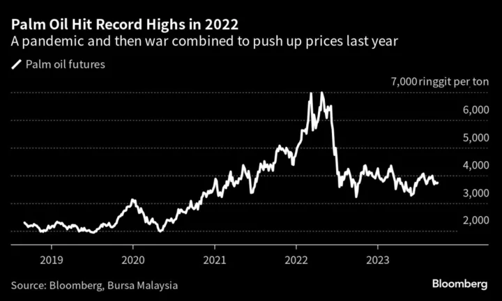 Aging Trees Show a Crisis Looms for the World’s Everything Oil