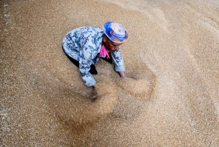 Exclusive-Egypt buys nearly half a million tons of Russian wheat in private deal