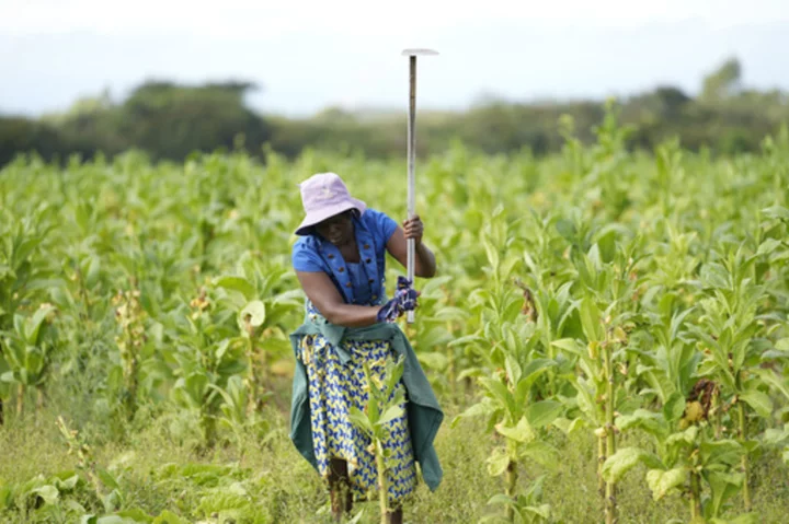 Zimbabwe reports record tobacco sales, mostly to China, yet many farmers deep in debt