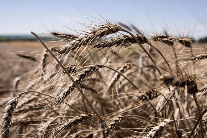 Wheat Climbs After Russia Fires on Black Sea Ship for Inspection