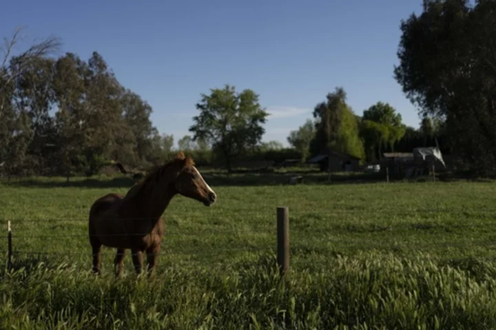 California considers stepping in to manage groundwater basin in farm country