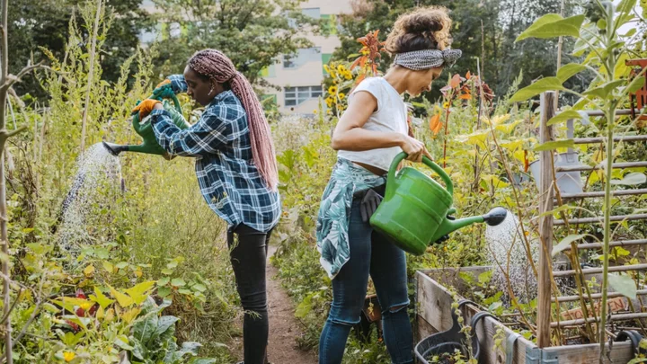 How Often Should You Water Your Garden?