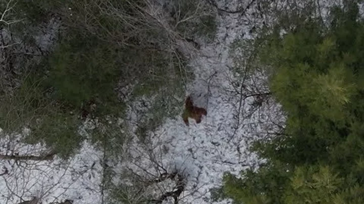 New drone footage of Bigfoot hailed as ‘the best’ yet