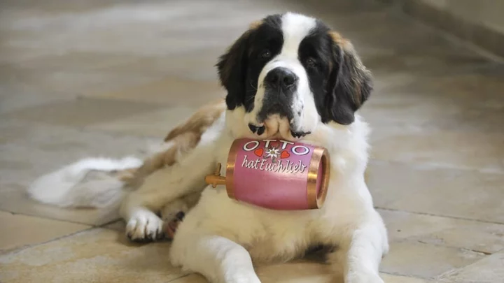 Why Are St. Bernards Always Depicted With Barrels Around Their Necks?