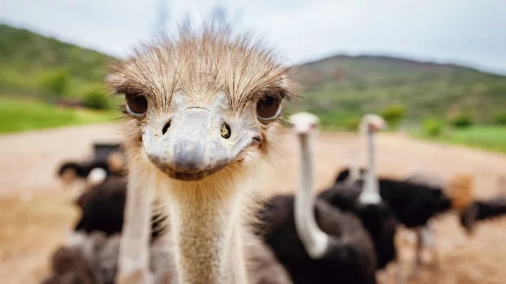 10 Terrifyingly Huge Birds You Should Know