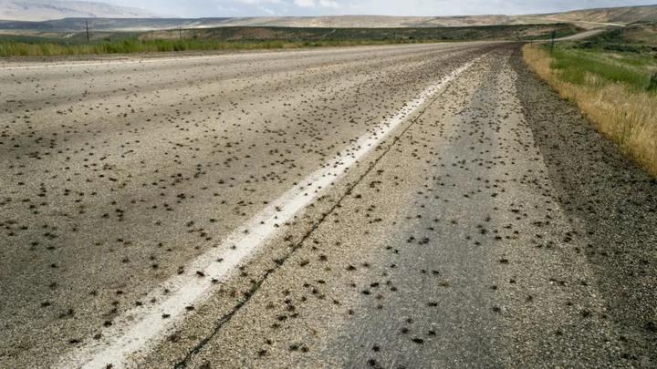 'Greasy, Gross' Cannibal Mormon Crickets Invade Nevada, Horrify Residents