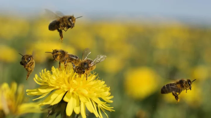 Bee Wary: Why You Should Never Jump Into Water to Avoid a Bee Attack