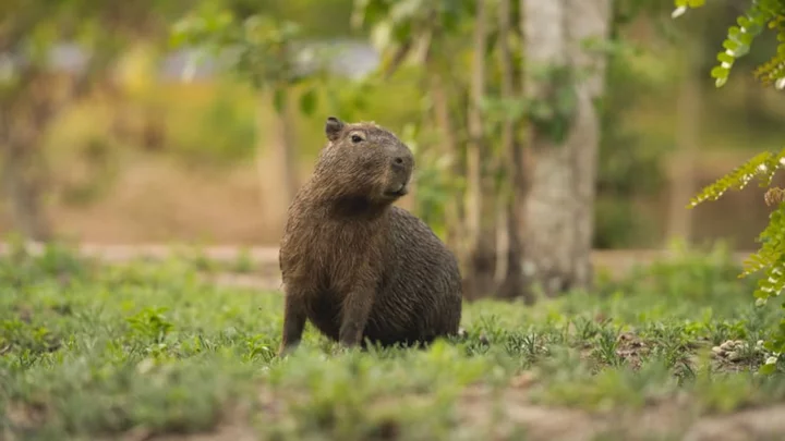 Florida is Home to the Internet’s Favorite Rodent