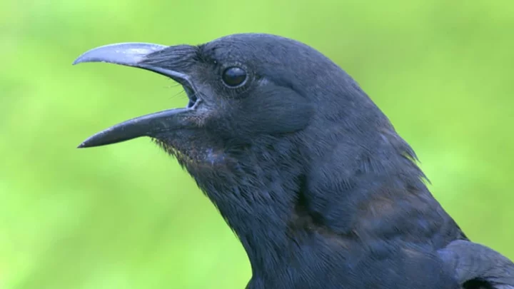 12 Fascinating Facts About Crows