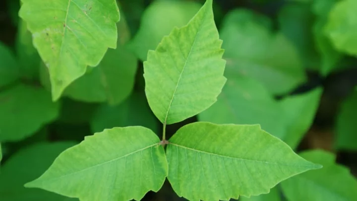 Rash Judgment: A 68-Foot-Long Poison Ivy Vine is a Guinness World Record Holder