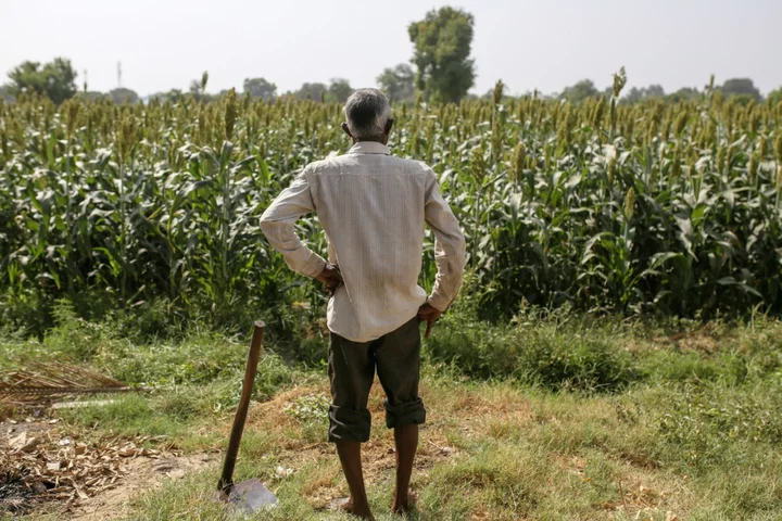 Extreme Weather Turns Up the Heat on Investing in Agriculture