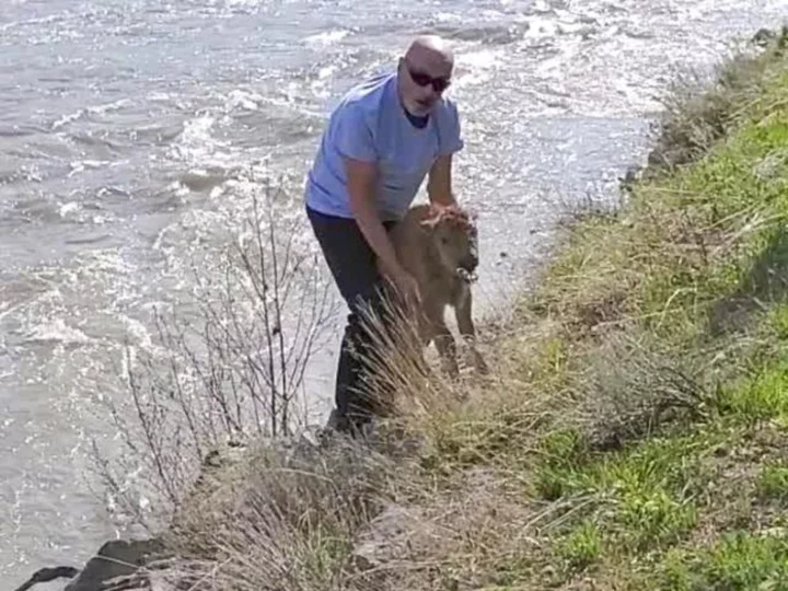 Yellowstone National Park says encounter between park visitor and bison calf forced authorities to euthanize animal