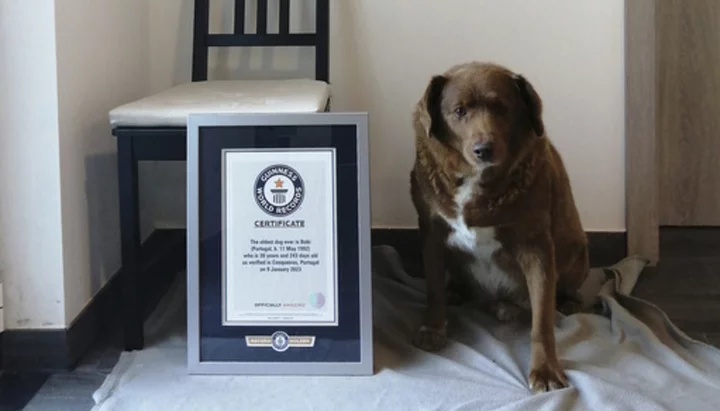 World's oldest dog celebrates 31st birthday, according to Guinness World Records