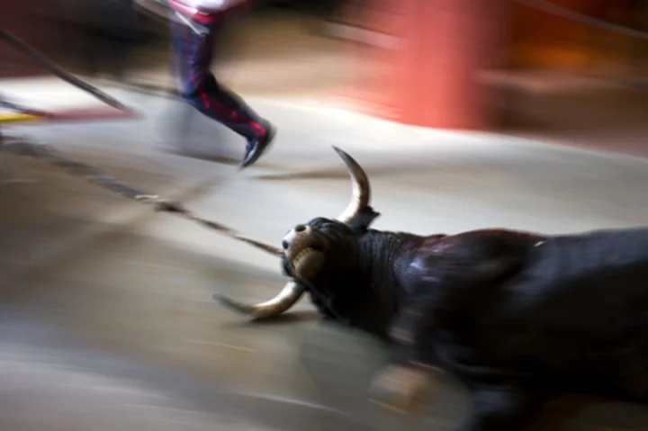 A new Spanish law strengthens animal rights but exempts bullfights and hunting with dogs