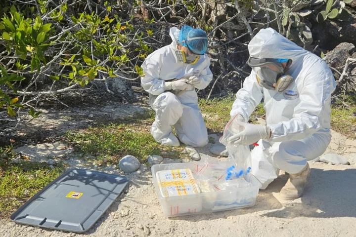 Avian flu hits bird paradise of Galapagos Islands