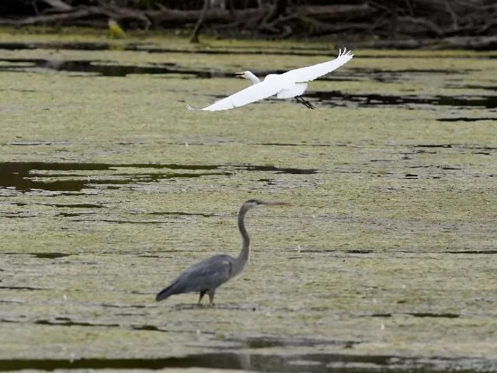 Senate votes to rebuke Biden administration over wildlife rules