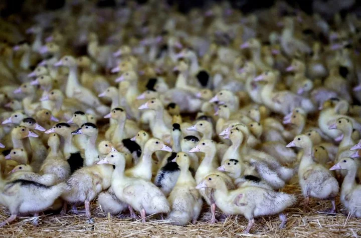 France confirms bird flu vaccination after favourable tests