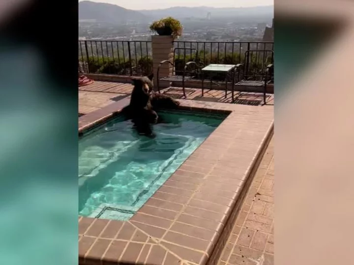 Bear cools off in a Burbank pool during heat wave