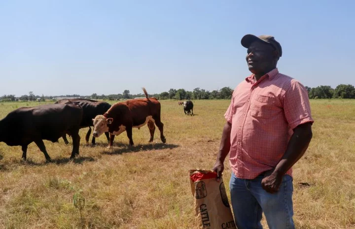 Bone dry on the range: Texas cattle ranchers battle drought, extreme heat