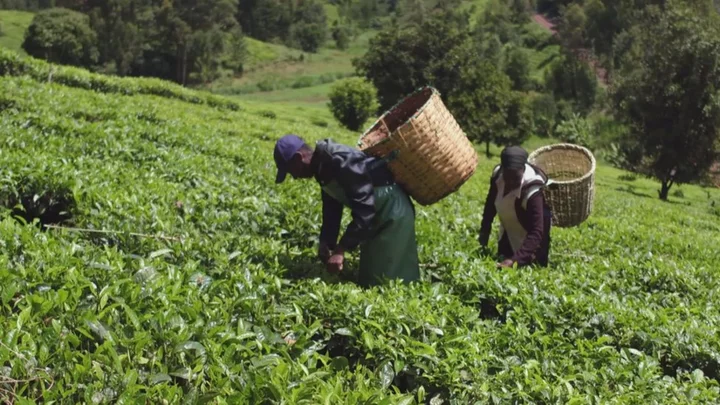 Tea pickers' Scottish compensation case on hold