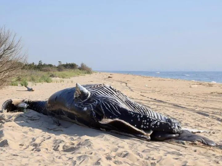 Two humpback whales found dead off coast of New York had sustained 'blunt force trauma'