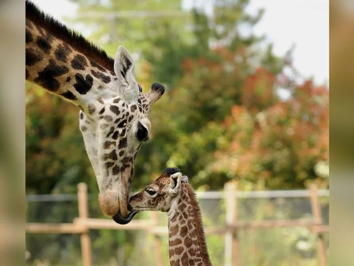 A Texas zoo is mourning the death of its 31-year-old giraffe, Twiga