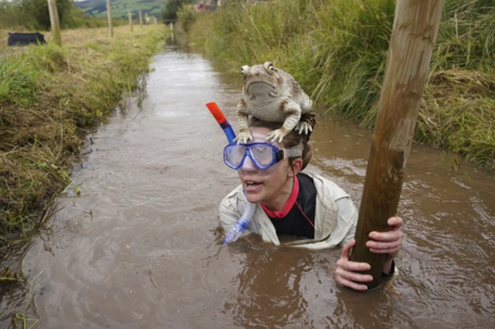 Competitors get down and dirty at Britain's bog snorkeling championships