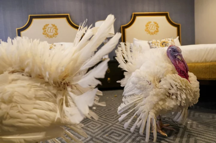 Biden is spending his 81st birthday honoring White House tradition of pardoning Thanksgiving turkeys