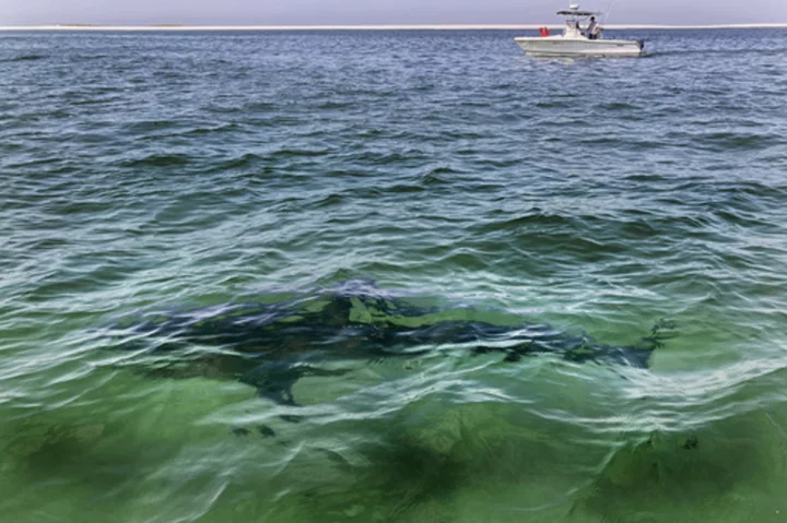 Recent shark attacks are worrying beach-goers, yet experts say they're very rare