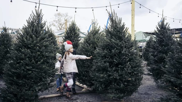 The Best Time to Buy a Christmas Tree