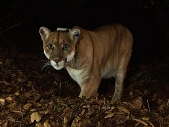 How a lonely mountain lion led to the creation of the world's largest wildlife overpass