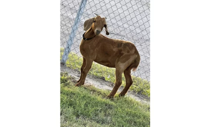 Avid search for missing Texas rodeo goat bringing residents of a small rural county together