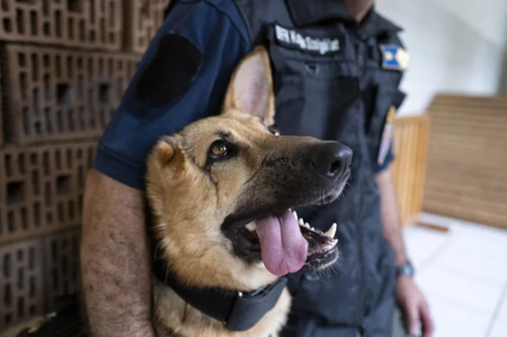 German shepherd injured in Ukraine gets new start with Hungarian police