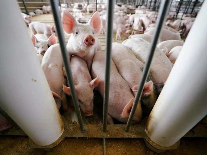 Supreme Court upholds California's anti-animal cruelty law for pork