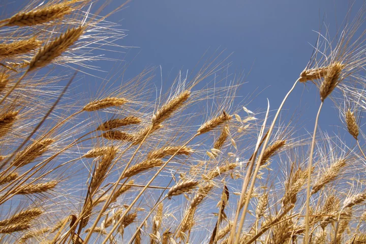 US Wheat Exports Plunge to 20-Year Low as Mississippi River Dries Up