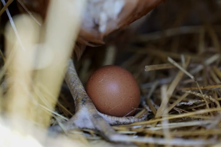 Bird flu still taking toll on industry as 1.35 million chickens are being killed on an Ohio egg farm