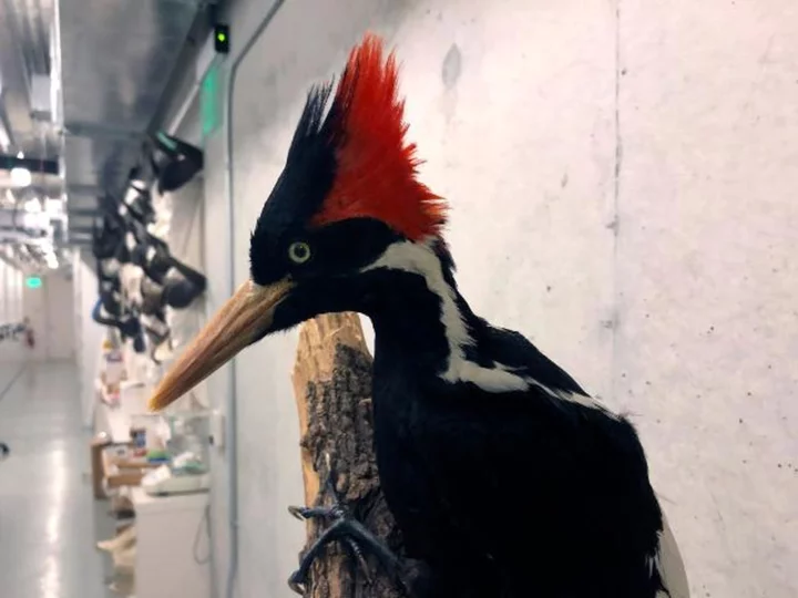 The ivory-billed woodpecker will not be listed as extinct — for now