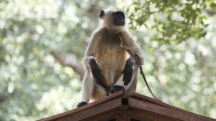 G20: Delhi tries to scare monkeys away from summit