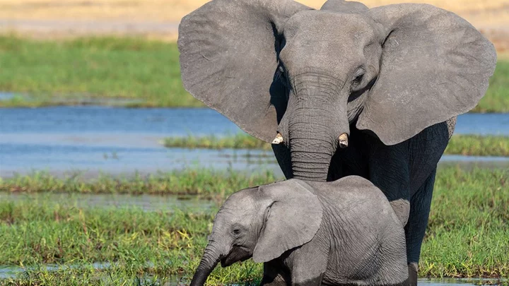 Elephant corridors: The busy trunk routes where locals take care to cross