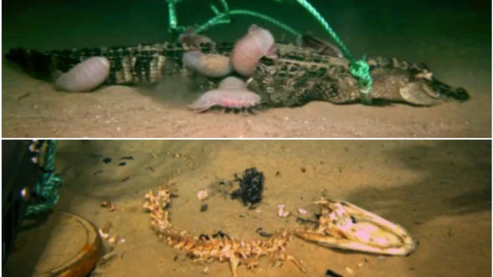 Monstrous 'zombie worms' devour alligator in jaw-dropping experiment