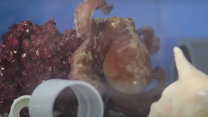 'Bizarre' footage captures moment an octopus wakes up from a 'nightmare'