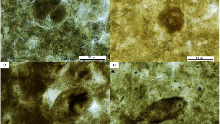 Scientists are cutting open parasitic eggs from 200 million years ago