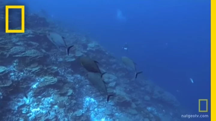 Incredible footage of 'hollow island' in middle of ocean shared by divers