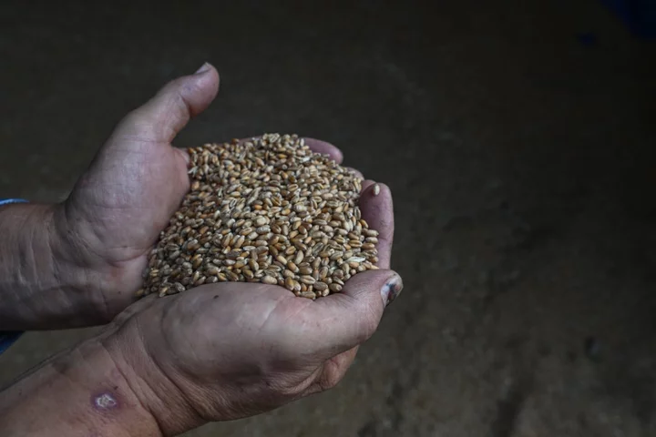 Ukraine may fail to meet future grain demands amid non-stop Russian attacks, says UN