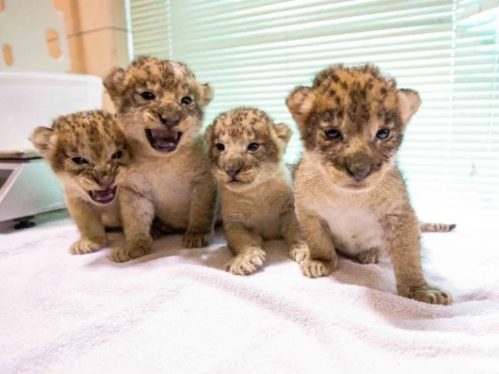 Buffalo Zoo in New York welcomes four newborn lion cubs