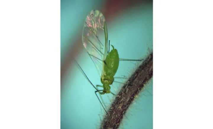 First smoky air, now clouds of bugs. Winged aphids invade New York City