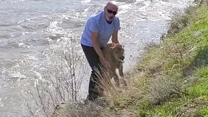 Yellowstone kills baby bison after park guest 'disturbs' the animal